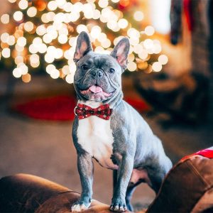 Feestelijke halsband met sneeuwvlokken | DOGICOLLAR